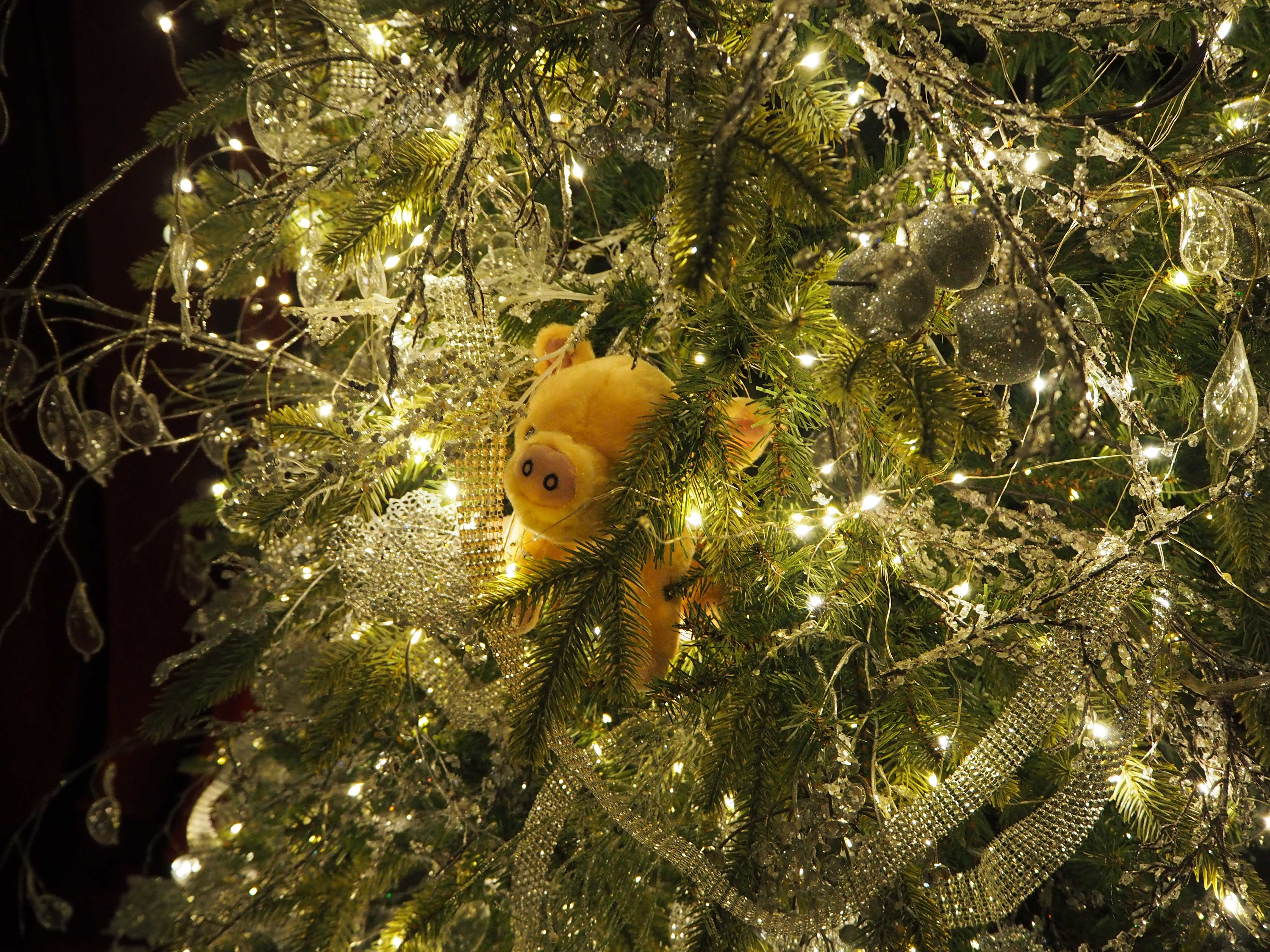 OLYMPUS DIGITAL CAMERA